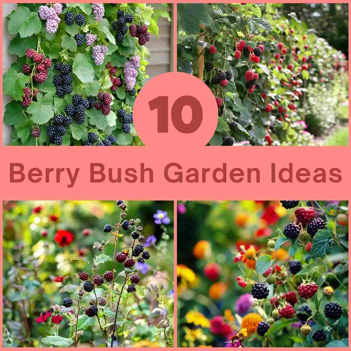 10 Beautiful Berry Bush Garden Ideas For A Lush Backyard pertaining to Outdoor Berry Garden Design