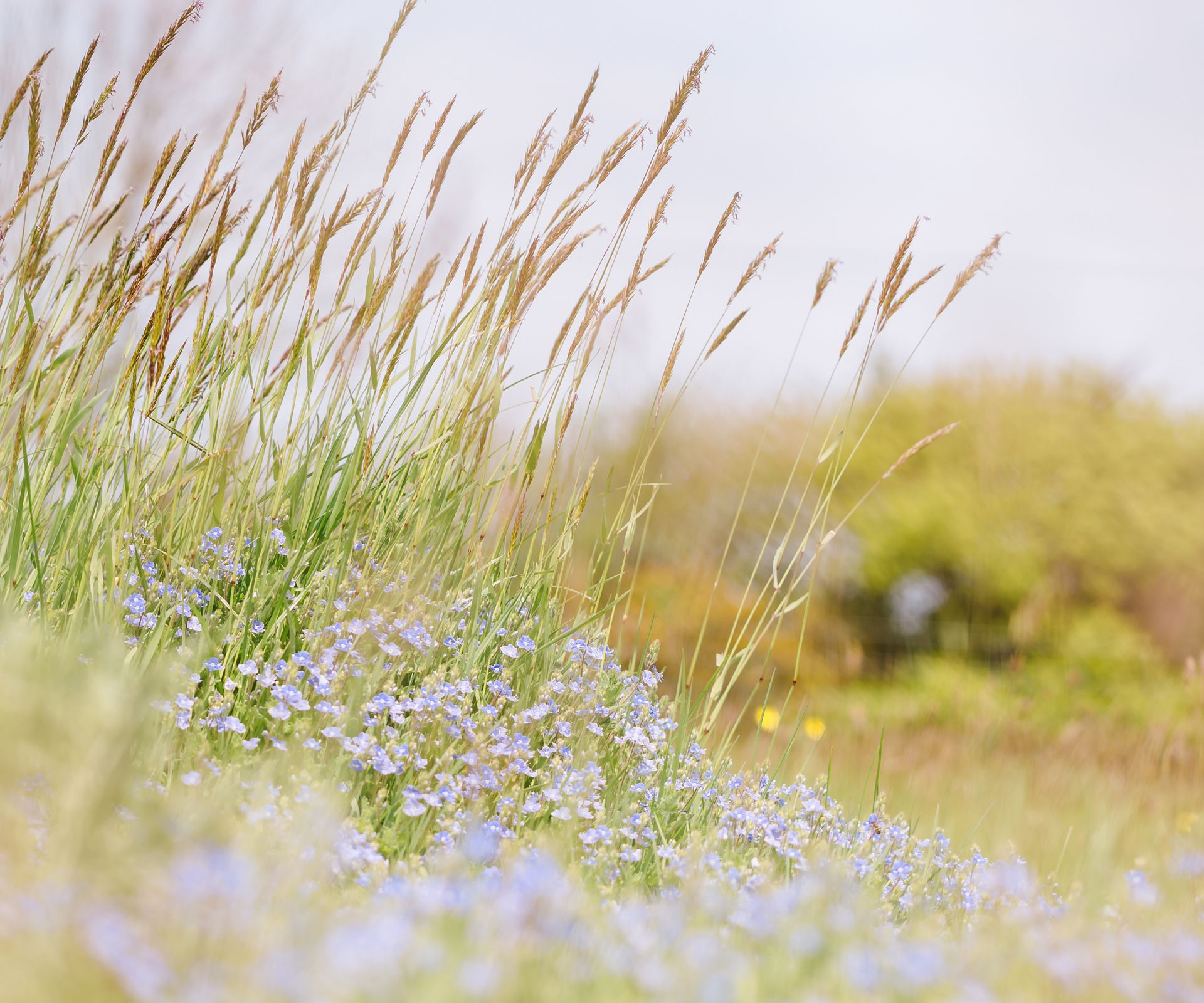10 Meadow Flowers &amp; Grasses For A Low-Maintenance Landscape | Gardening ... regarding Outdoor Meadow Roof Design