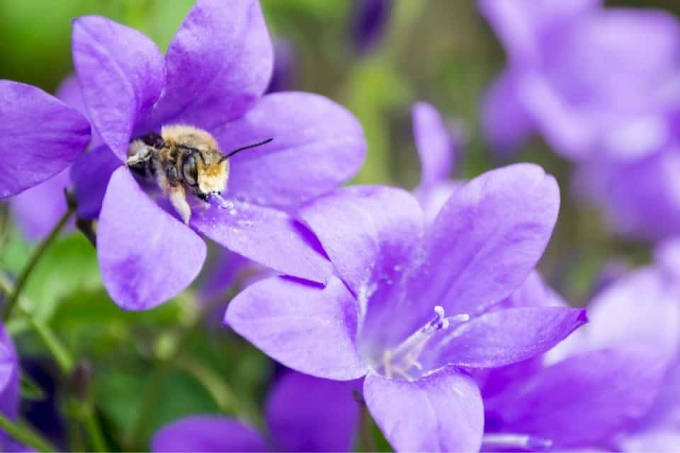 13 Lovely Perennial Flowers That Attract Bees inside Pollinator Garden Design