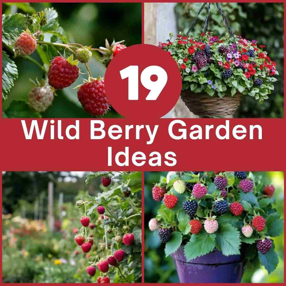 19 Wild Berry Garden Ideas To Grow Berries At Home with Outdoor Berry Garden Design