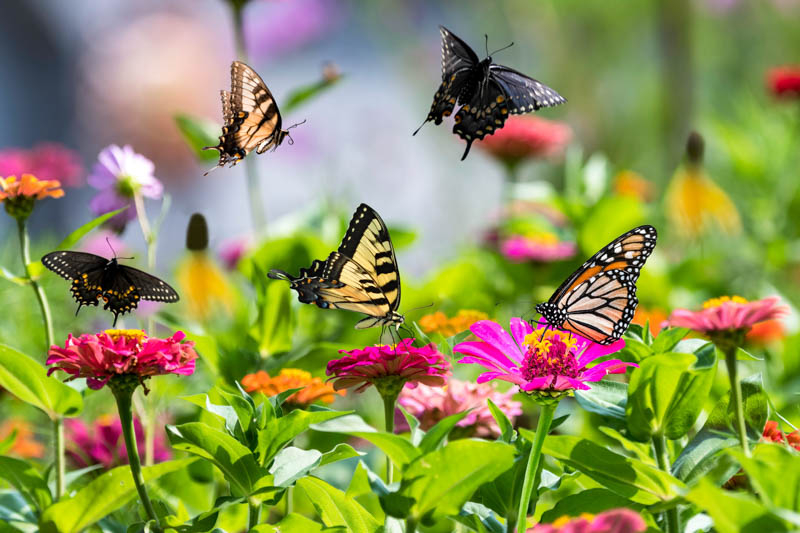 6 Reasons You Should Create A Butterfly Garden within Why Grouping Plants Makes Your Garden More Attractive to Bees and Hoverflies