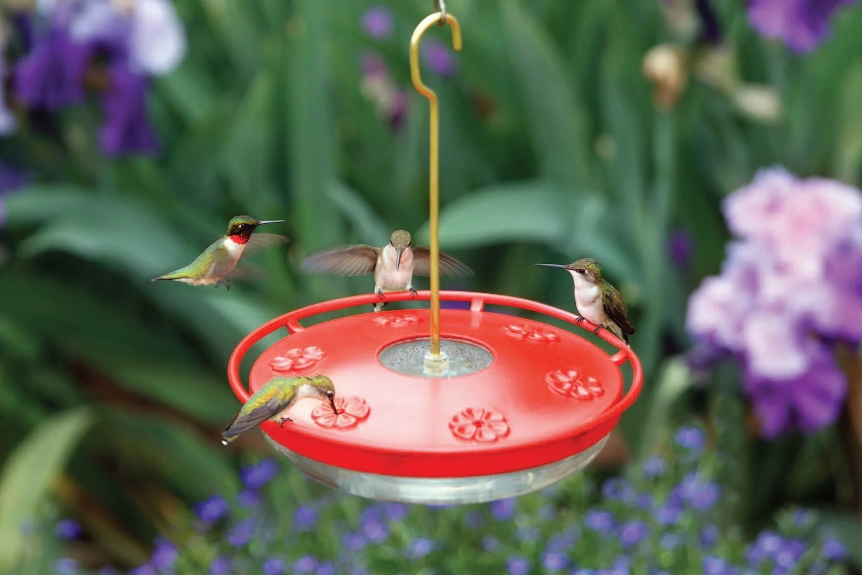 Beyond Feeders Building a Complete Habitat for Hummingbirds