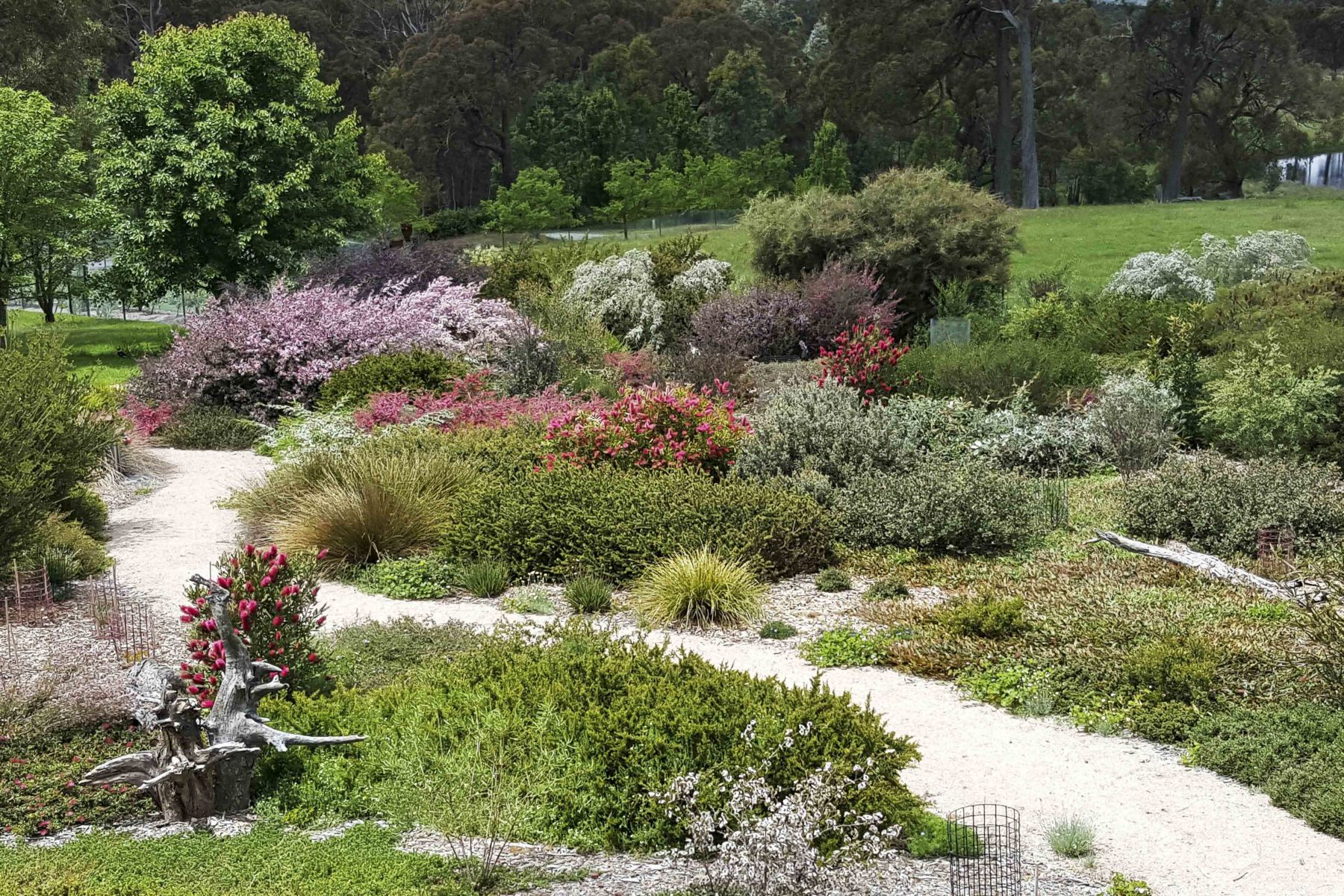 Australian Native Grasses Mallee Native Plants inside Outdoor Native Garden Design