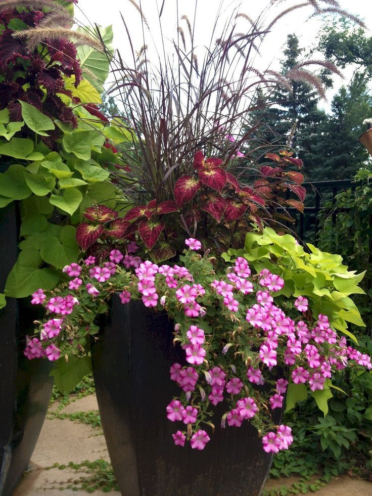 Best Container Plants For Patio - Patio Ideas with Outdoor Pot Design
