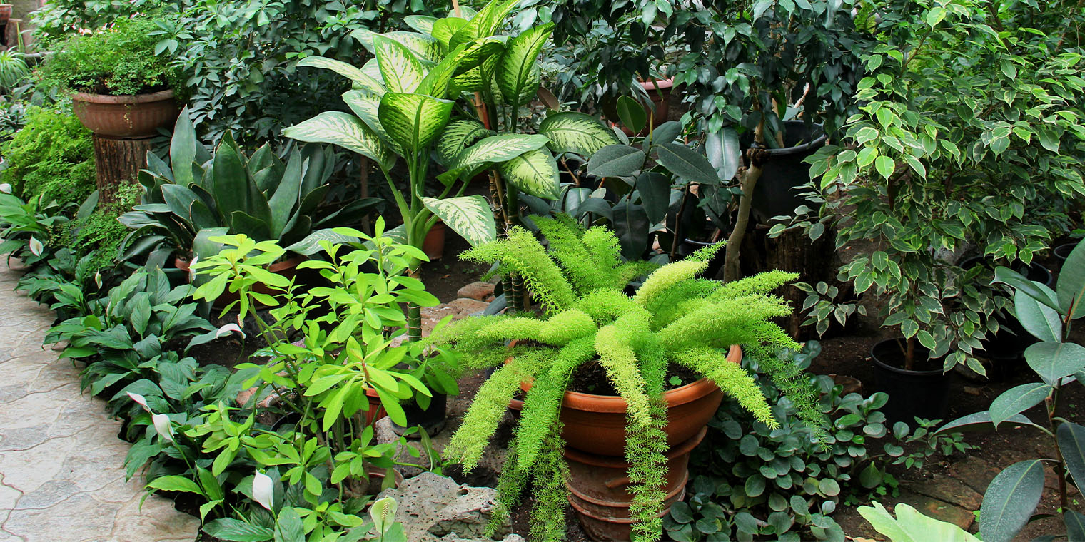 Best Tropical Plants For Greenhouse At Helen Rooker Blog with regard to Outdoor Tropical Garden Design