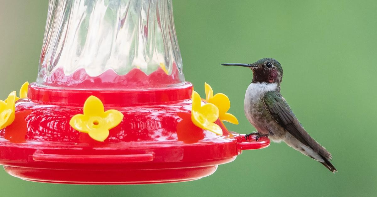 Building Sustainable Communities | Green Matters within Outdoor Hummingbird Garden Design