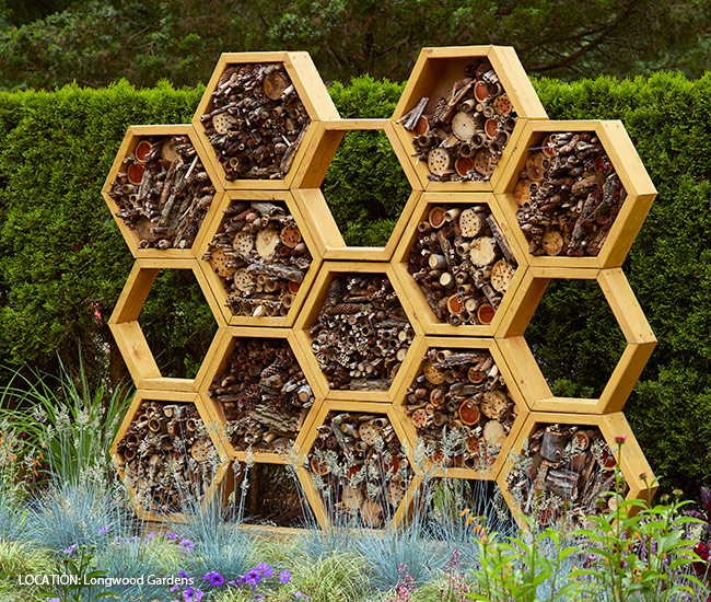 Designing a Year Round Bee Haven with Native Plants for 2026