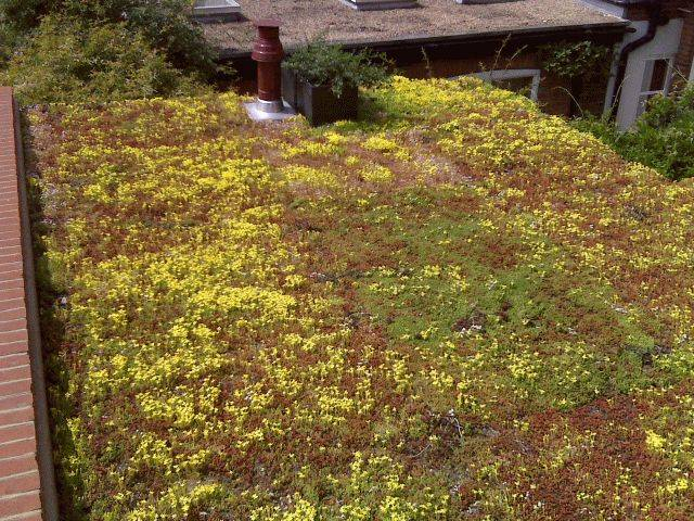 Extensive Sedum Green Roof - Rollout Blanket System - Extensive Sedum ... within Choosing Between Natural and Synthetic Drainage for Your Extensive Sedum Roof System