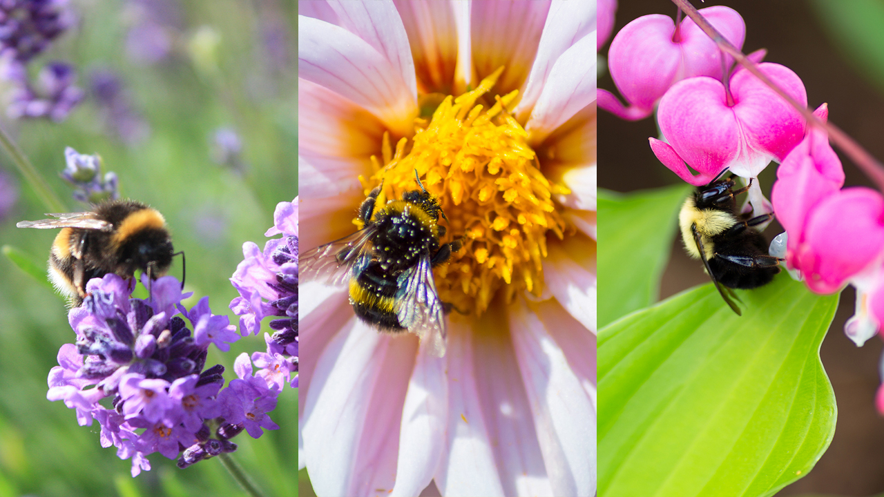 Flowers That Attract Bees: 12 Flowers That Benefit Bees | Homes & Gardens intended for Why Grouping Plants Makes Your Garden More Attractive to Bees and Hoverflies