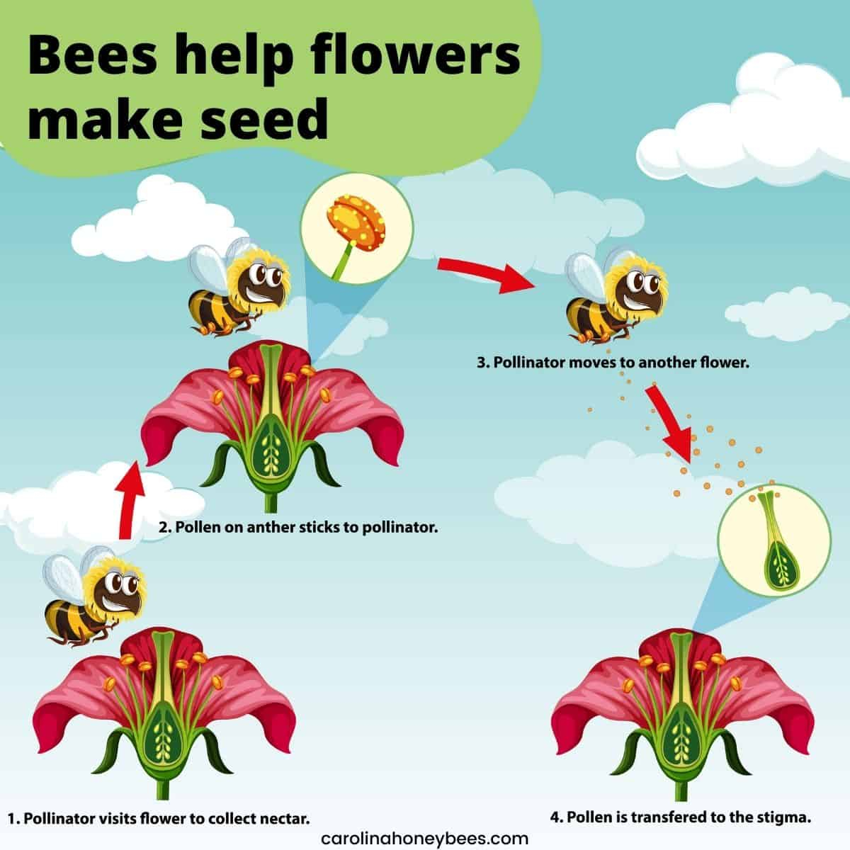 How Do Bees Help Plants With Pollination At Douglas Sexton Blog intended for Pollinator Garden Design