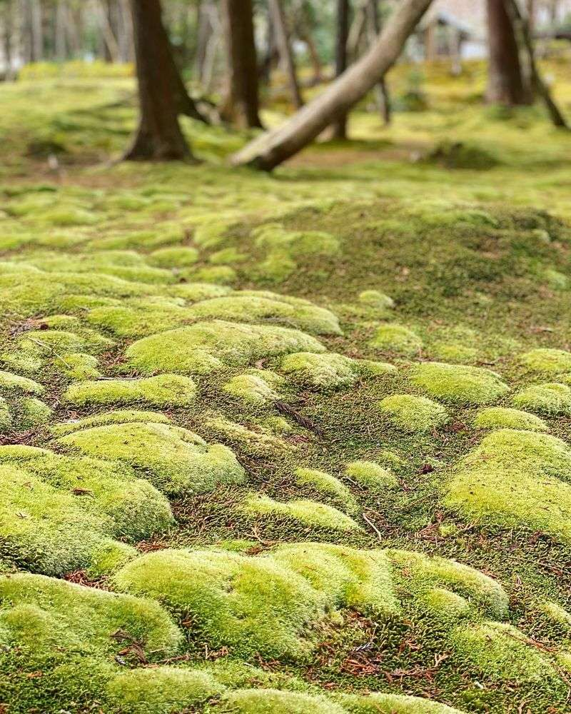 How To Grow Moss Gardens On Stone, Wood, And Soil - Plantisima within Mixing Moss with Stone and Wood for Natural Outdoor Wall Features