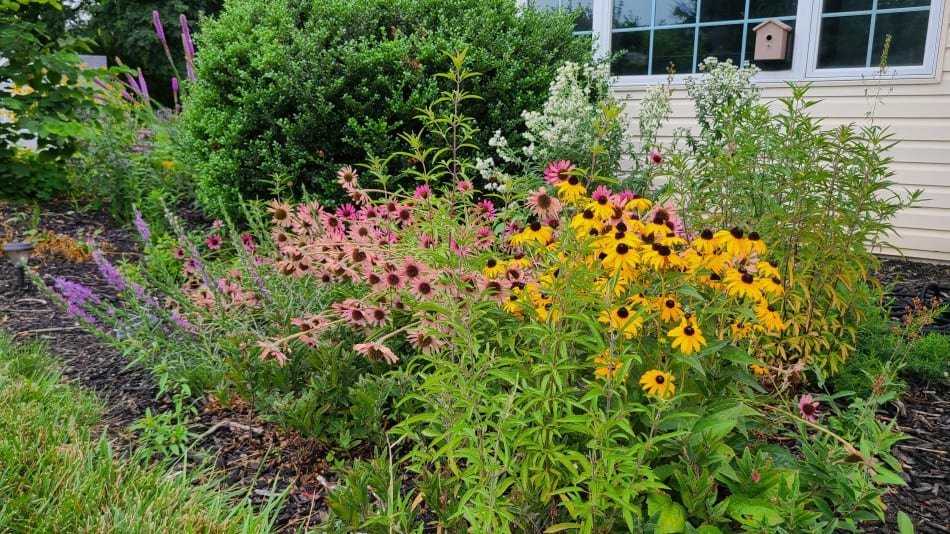 How To Incorporate Native Plants Into Your Lawn: Ultimate Guide in Transforming Your Yard into a Living Habitat with Layered Native Plants
