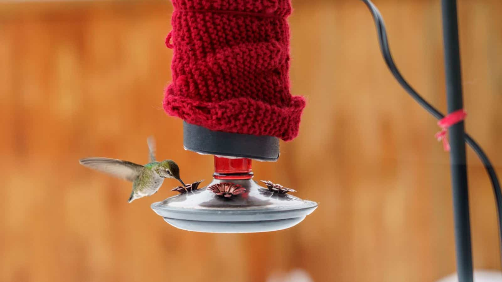 Hummingbird Feeder: Complete Guide + Best Options In 2024 in Outdoor Hummingbird Garden Design