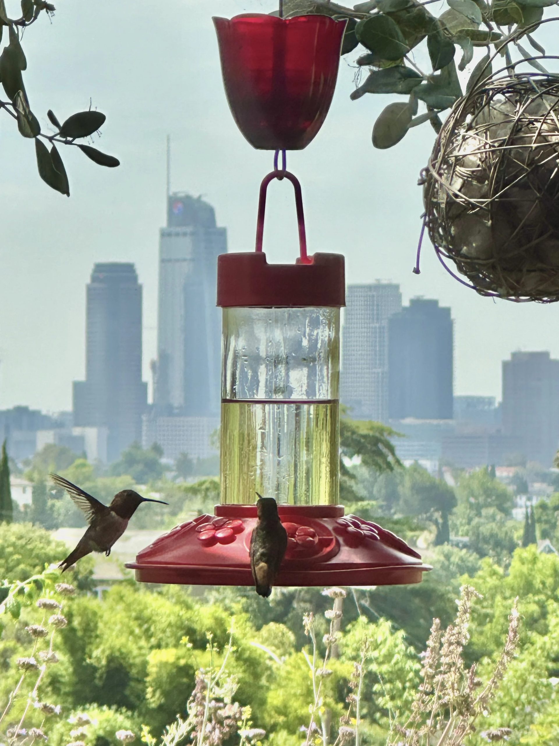 Hummingbird Habitat Starter Kit — Sunmonsters throughout Beyond Feeders Building a Complete Habitat for Hummingbirds