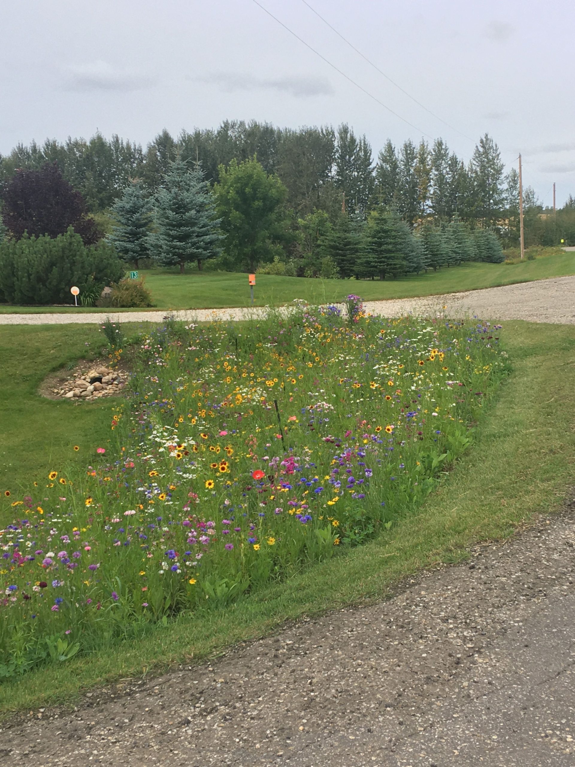 Low Maintenance Landscaping With Wildflowers – Artofit intended for Outdoor Meadow Roof Design