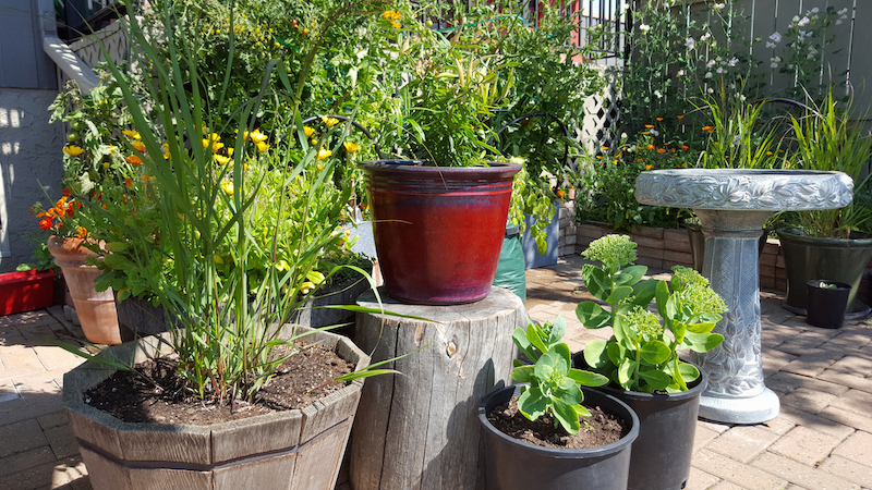 Maximizing Small Spaces: Container Gardening Ideas – Waynesboro ... pertaining to How to Design Container Gardens That Thrive in Small Urban Spaces