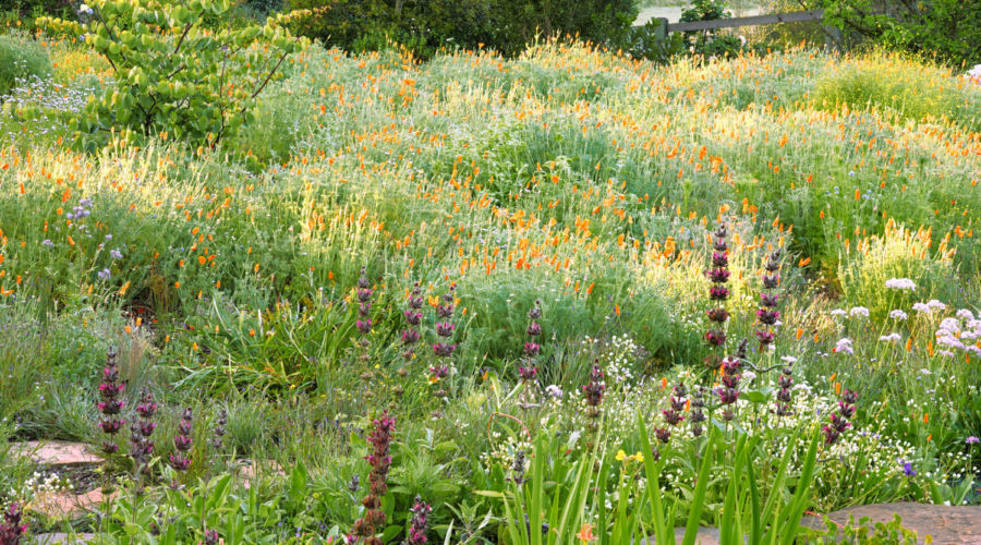 Meadow Garden Design Ideas – Sunset Magazine for Creating a Low Maintenance Sky Meadow That Thrives All Year Long