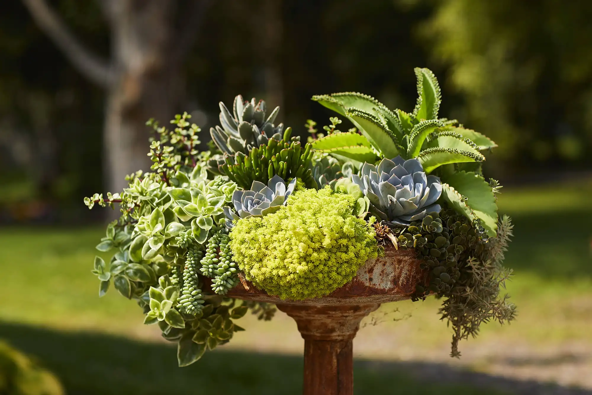 Six Tips For Creating Beautiful Outdoor Container Gardens - Pleasant ... intended for Why Container Gardens Are the Heart of Modern Outdoor Living in 2026