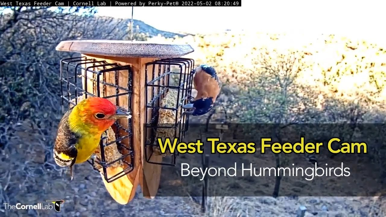 West Texas Feeders: Beyond Hummingbirds - Youtube within Beyond Feeders Building a Complete Habitat for Hummingbirds