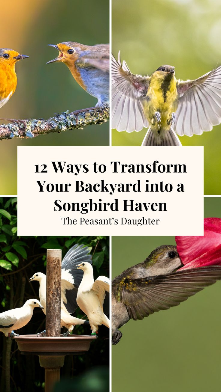 12 Ways To Transform Your Backyard Into A Songbird Haven In 2025 ... with regard to Transform Your Backyard into a Bird Sanctuary with These Simple Design Steps
