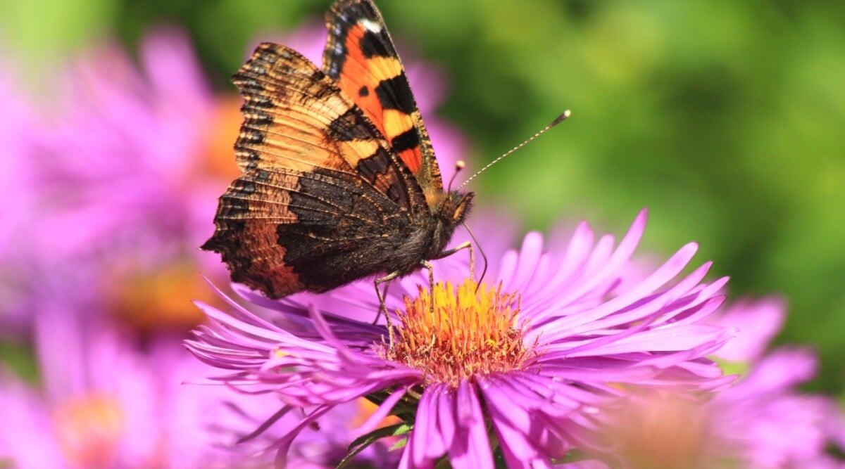 15 Different Ways To Attract Pollinators To Your Garden pertaining to Simple Design Tricks for Attracting Monarchs and Other Pollinators