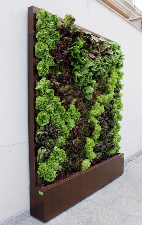 15 Edible Living Wall Ideas For Small Spaces | Balcony Garden Web inside Designing an Edible Wall That Looks Stunning and Tastes Even Better
