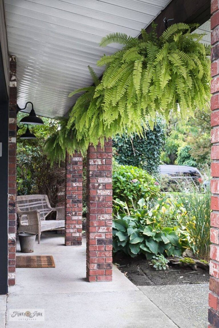 15 Expert Tips For Keeping Your Porch Ferns Vibrant And Lush All Year ... in Keeping Porch Ferns Green and Vibrant All Season Long