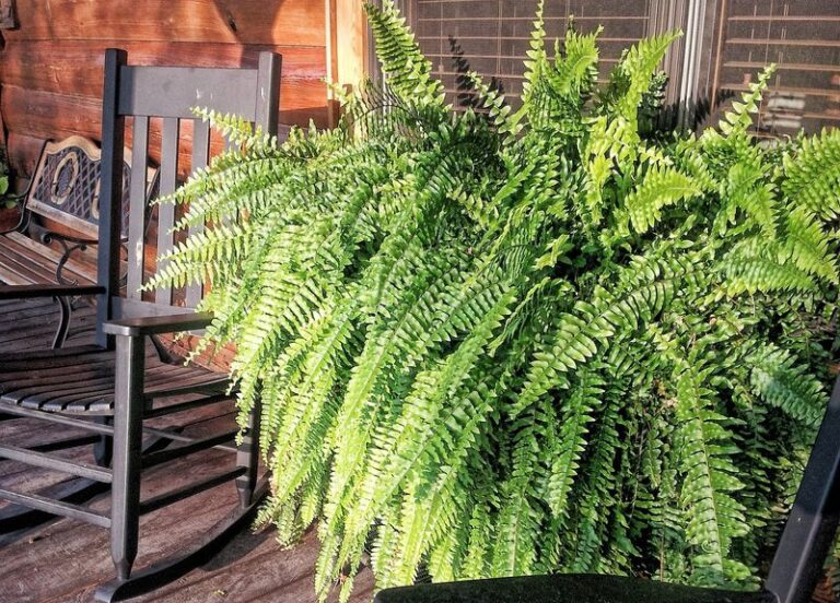 Keeping Porch Ferns Green and Vibrant All Season Long