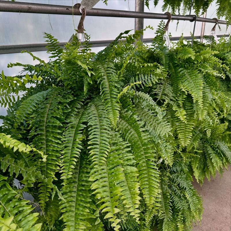 15 Tips To Keep Porch Ferns Green And Lush All Season (And 3 Mistakes ... for Keeping Porch Ferns Green and Vibrant All Season Long