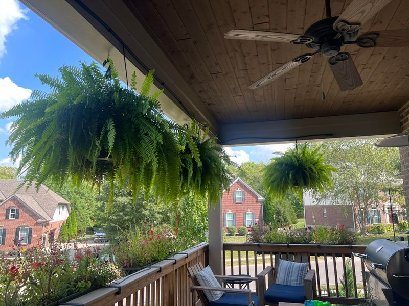 15 Tips To Keep Porch Ferns Green And Lush All Season (And 3 Mistakes ... with Keeping Porch Ferns Green and Vibrant All Season Long
