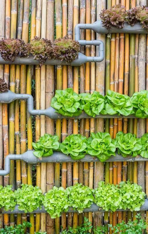 17 Brilliant Edible Living Wall Ideas To Grow More In Less Space pertaining to Designing an Edible Wall That Looks Stunning and Tastes Even Better