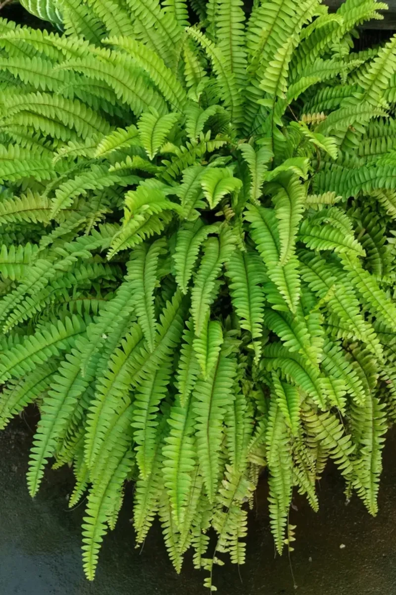 17 Tips And Tricks For Lush, Green Porch Ferns That Last All Season ... inside Outdoor Fern Garden Design