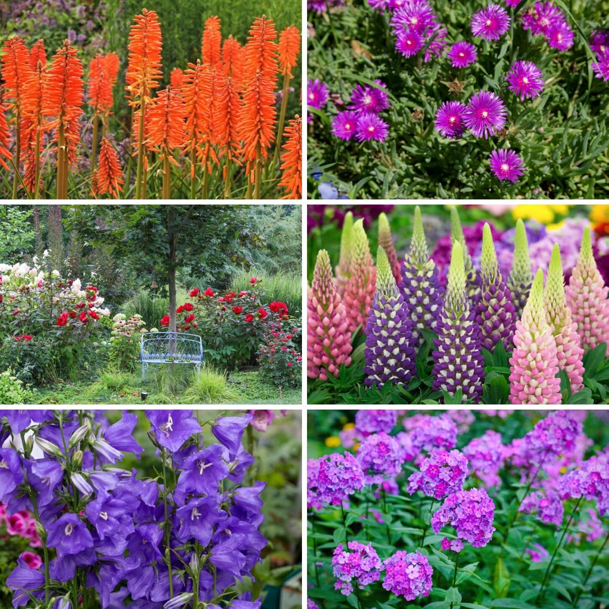 20 Luminous Perennial Flowers That Bloom All Season | Diy Guides Guides with regard to Outdoor Garden Bed Design