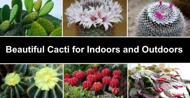 29 Types Of Cactus (With Pictures And Names) - Identification Guide pertaining to Outdoor Cactus Garden Design