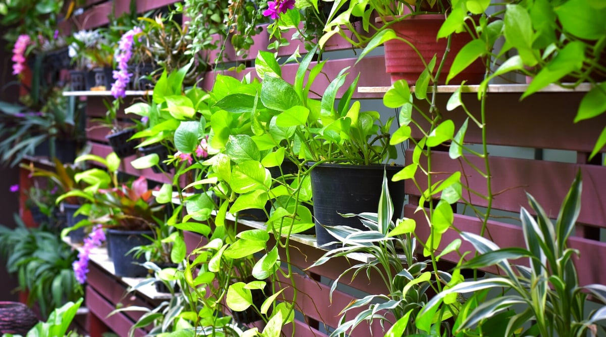 4 Ways To Grow Vertical Gardens In Small Spaces with Why Most Outdoor Vertical Gardens Fail and How to Avoid Common Mistakes