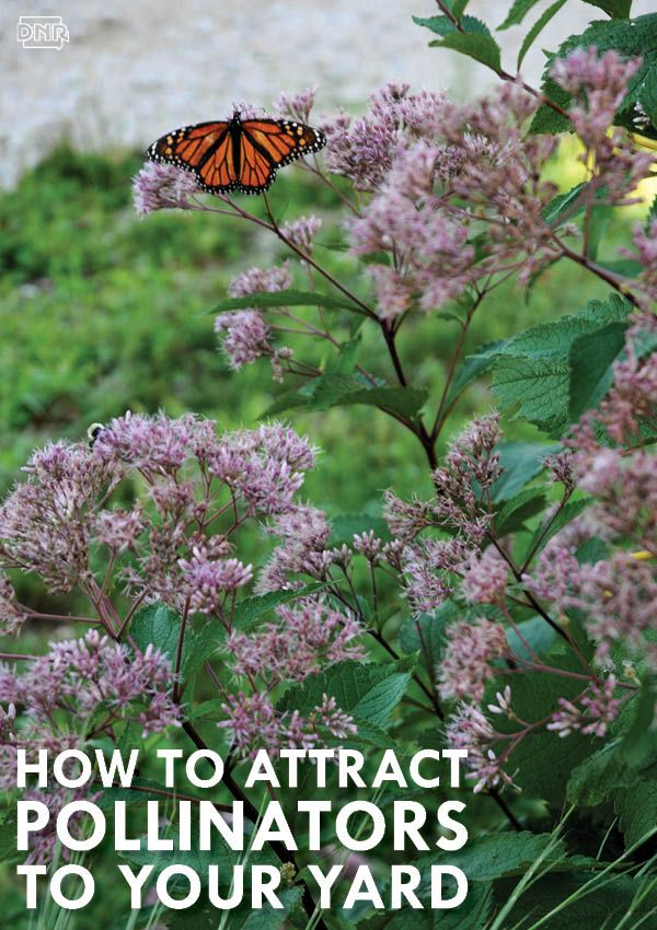 5 Tips To Attract Pollinators To Your Backyard - Bee Beautiful regarding Outdoor Butterfly Garden Design
