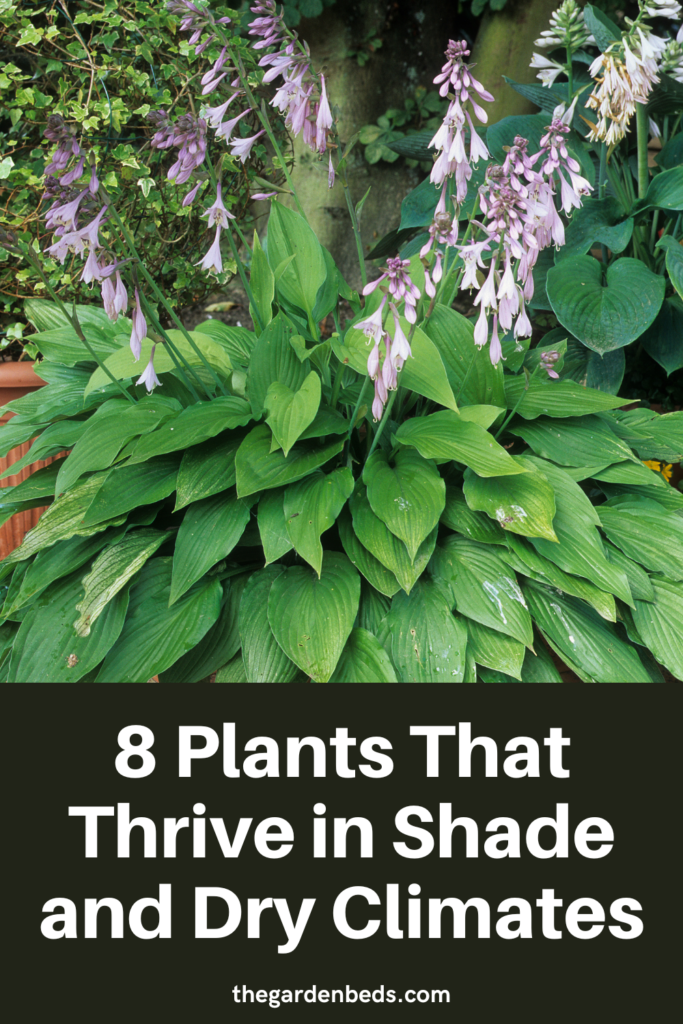 Choosing the Right Plants for Dry and Moist Shade Areas