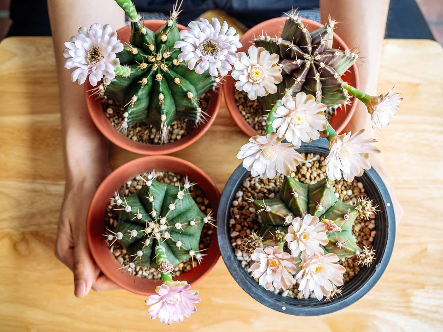 9 Cactus Varieties With Amazing Flowers: Blooming Houseplants You'll ... intended for Choosing the Right Cactus Varieties for Year-Round Color and Bloom