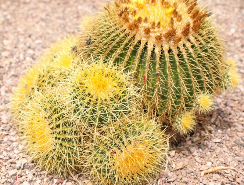 Arizona Cactus Gardening: Choosing The Right Varieties - Complete Gardening throughout Outdoor Cactus Garden Design