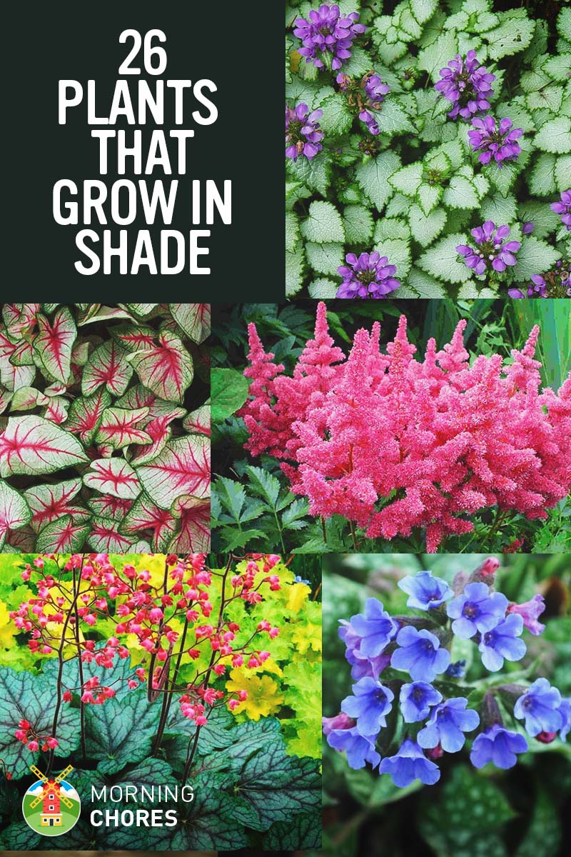 Best Plants For Shady Areas Australia At Scott Paramore Blog intended for Choosing the Right Plants for Dry and Moist Shade Areas