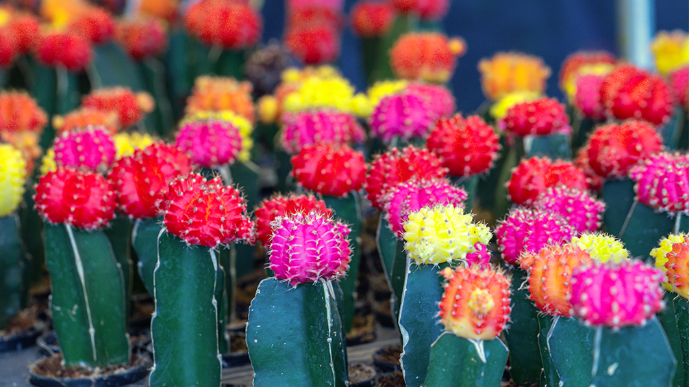 Choosing the Right Cactus Varieties for Year-Round Color and Bloom
