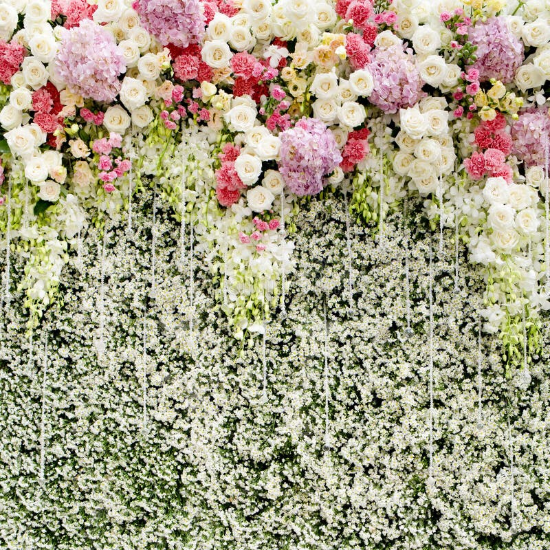 Colorful Flowers With Green Wall For Wedding Backdrop Stock Photo ... with Why Flower Walls and Greenery Backdrops Remain Top Trends for Weddings in 2026