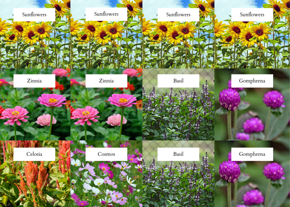 Common Cut Flower Chart A Beginner's Guide To Growing Gorgeous Cut for Outdoor Cutting Garden Design