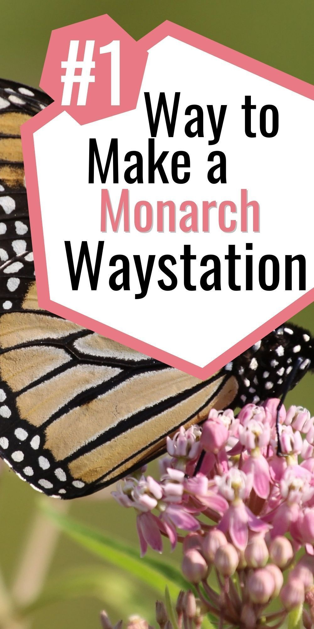 Simple Design Tricks for Attracting Monarchs and Other Pollinators
