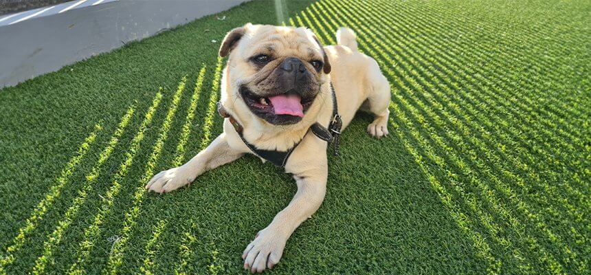 Create A Pet-Friendly Paradise With The Best Fake Grass with regard to Outdoor Grass Roof Design