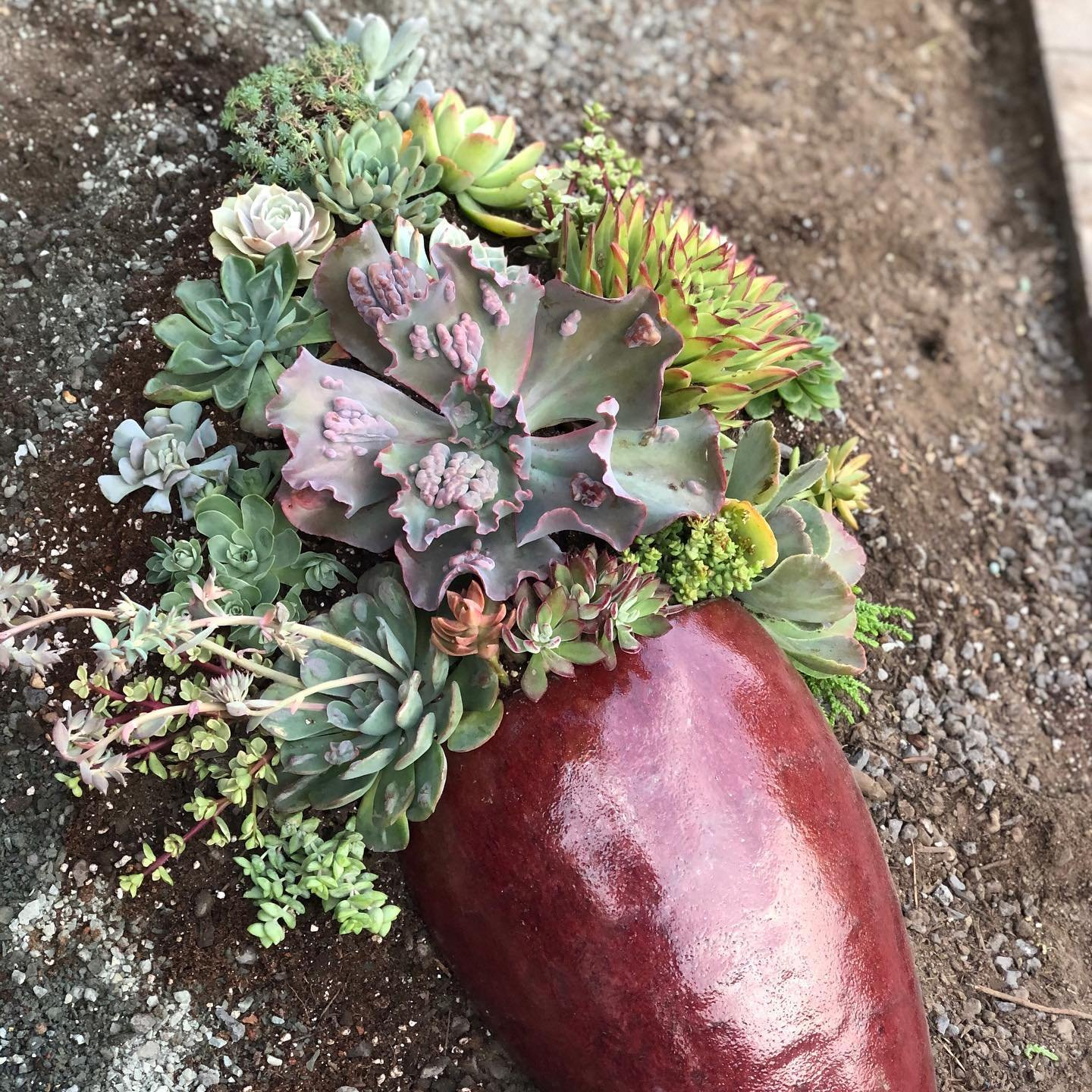 Creating A Drought-Resistant Oasis: The Ultimate Guide To Front Yard ... regarding Outdoor Succulent Garden Design