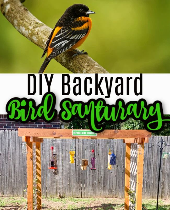 Diy Bird Sanctuary - How To Build Your Own With Instructions inside Transform Your Backyard into a Bird Sanctuary with These Simple Design Steps