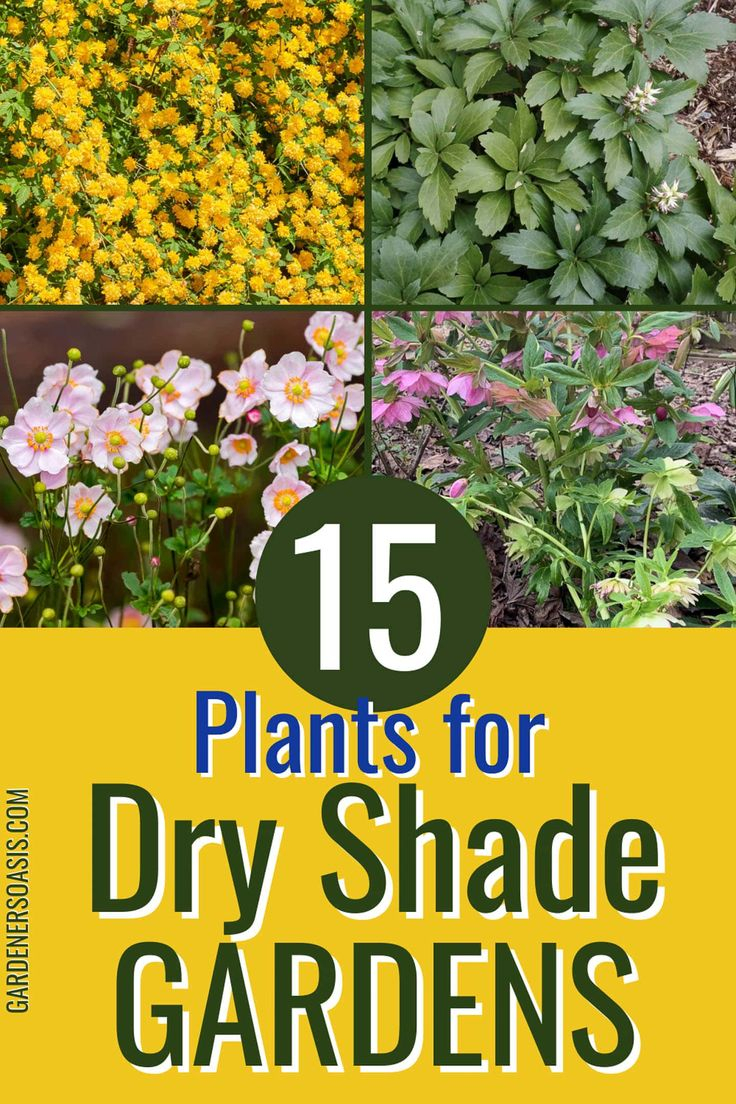 Dry Shade Plants (15 Of The Best Perennials And Shrubs For Dry Shade ... throughout Choosing the Right Plants for Dry and Moist Shade Areas