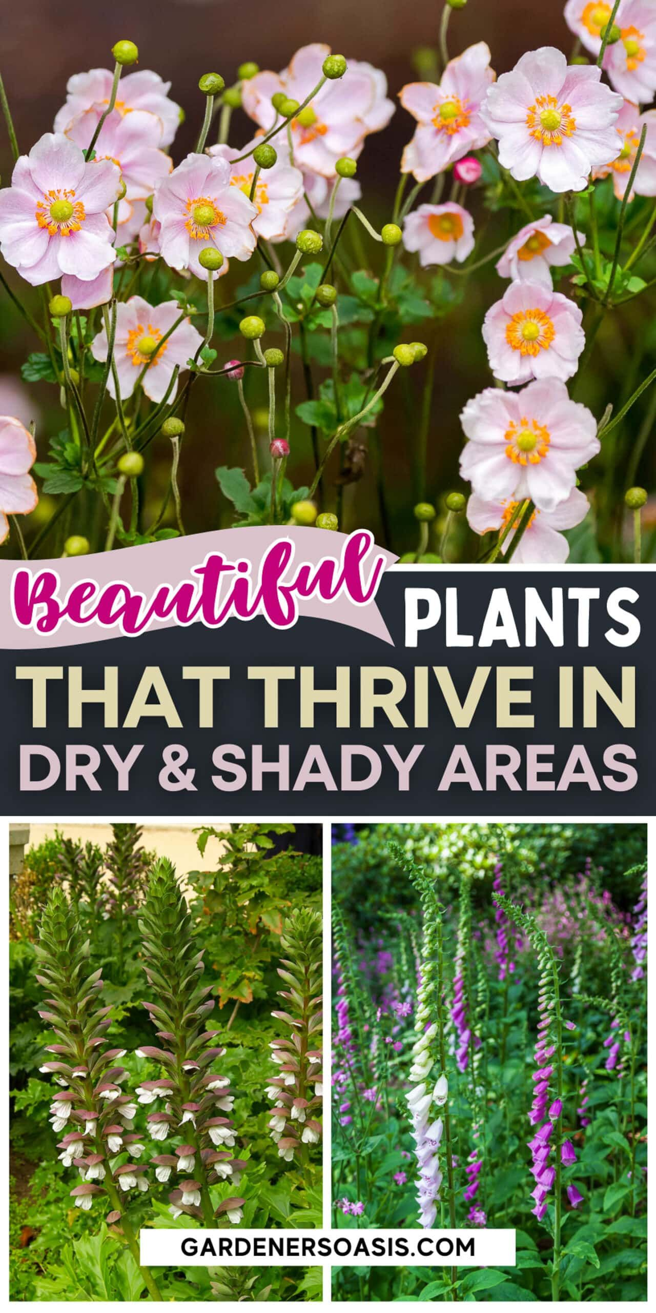 Dry Shade Plants 15 Of The Best Perennials And Shrubs For Dry Shade ... throughout Choosing the Right Plants for Dry and Moist Shade Areas