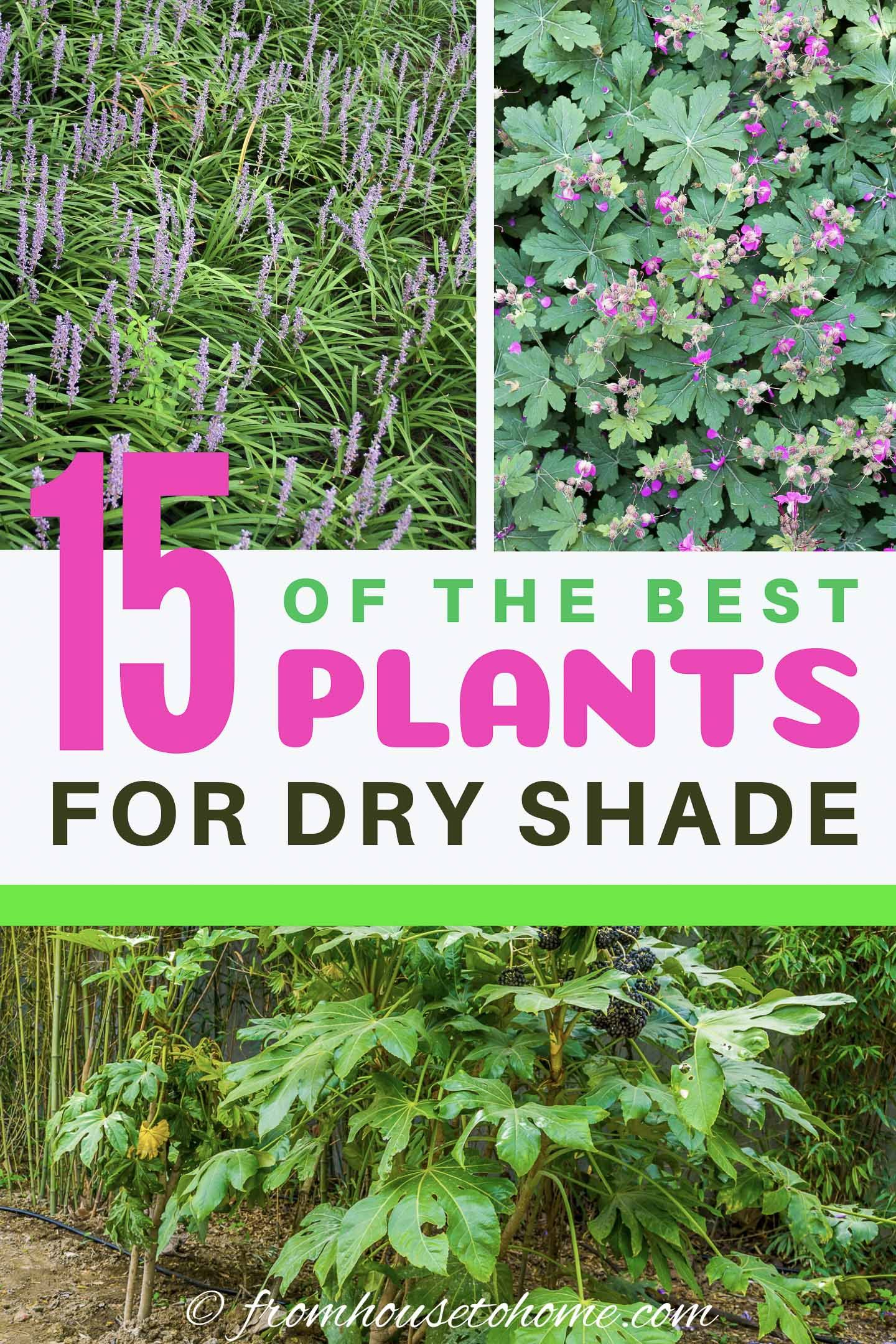Dry Shade Plants (15 Of The Best Perennials And Shrubs For Dry Shade ... with Outdoor Shade Garden Design